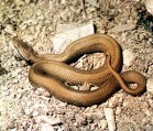 Vipera