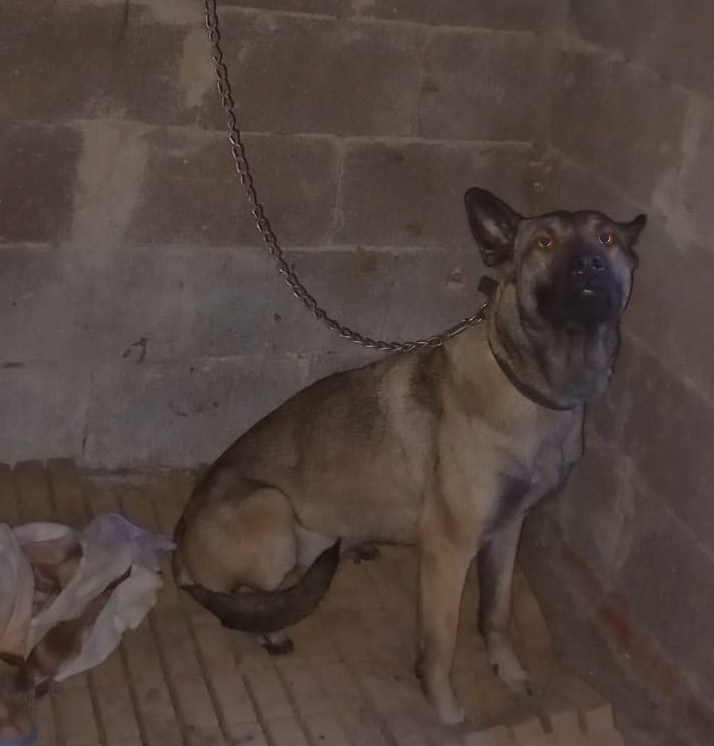 Cane al buio, legato a una catena e senza cibo: denunciato proprietario ...